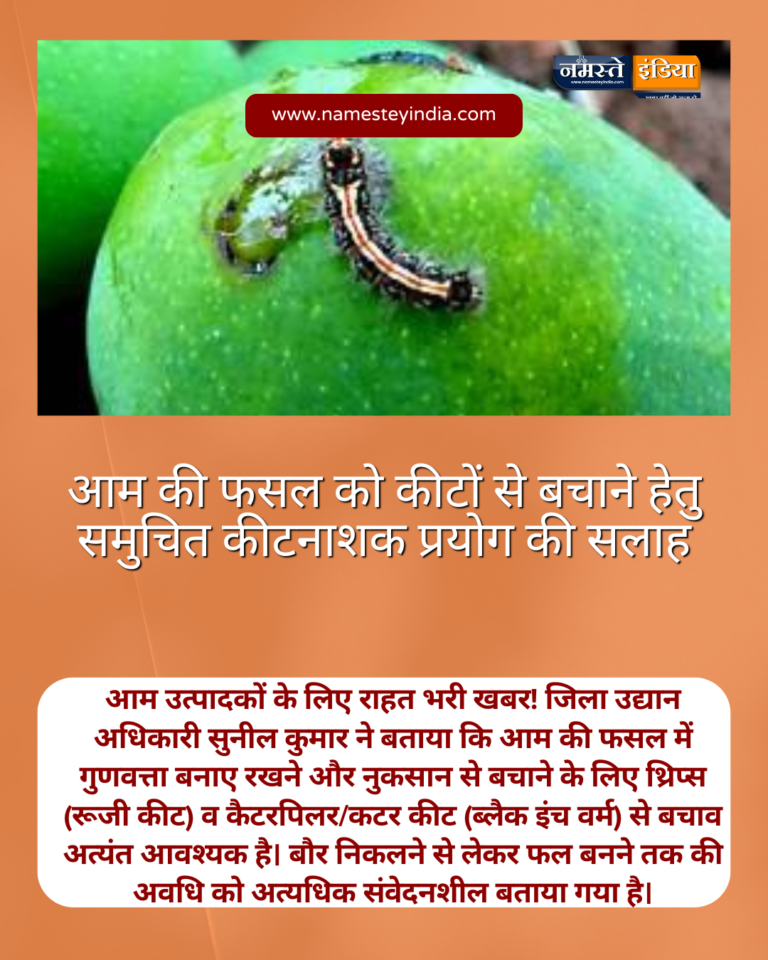 BUDAUN: आम की फसल को कीटों से बचाने हेतु समुचित कीटनाशक प्रयोग की सलाह – जिला उद्यान अधिकारी बदायूं