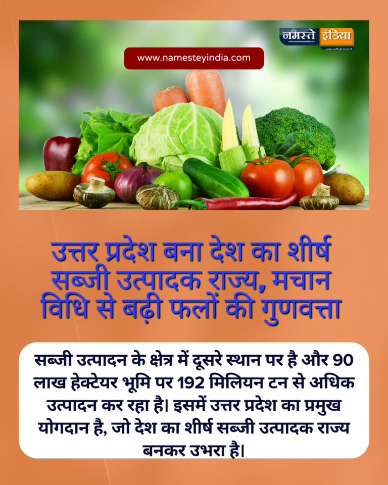 BUDAUN: उन्नत तकनीकों और संरक्षित खेती से सब्जी उत्पादन में रिकॉर्ड बढ़ोतरी, किसानों को मिला सीधा लाभ